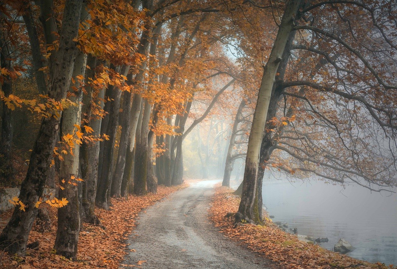trees